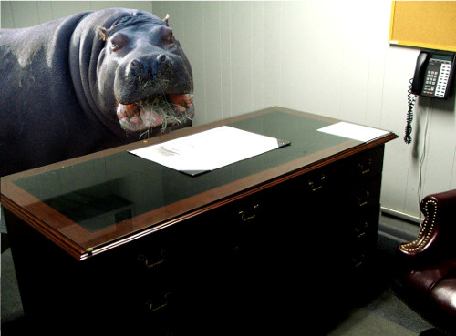 Hippo at a desk