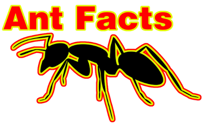 Ant Facts