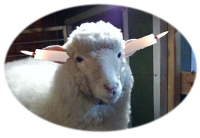 sheep